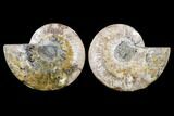 Agatized Ammonite Fossil - Madagascar #113071-1